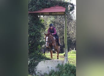 Caballo de deporte español Mestizo, Caballo castrado, 10 años, 165 cm, Alazán