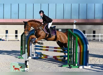 Caballo de deporte español Mestizo, Caballo castrado, 10 años, 165 cm, Alazán