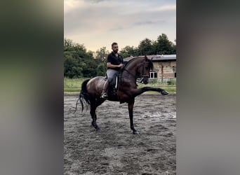 Caballo de deporte español, Caballo castrado, 10 años, 165 cm, Castaño oscuro