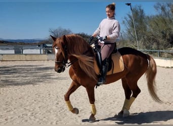 Caballo de deporte español, Caballo castrado, 10 años, 165 cm, Palomino