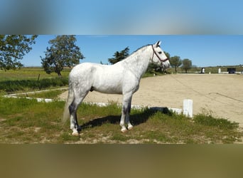 Caballo de deporte español, Caballo castrado, 10 años, 166 cm, Tordo