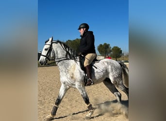 Caballo de deporte español, Caballo castrado, 10 años, 166 cm, Tordo