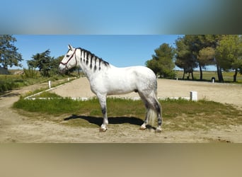 Caballo de deporte español, Caballo castrado, 10 años, 166 cm, Tordo