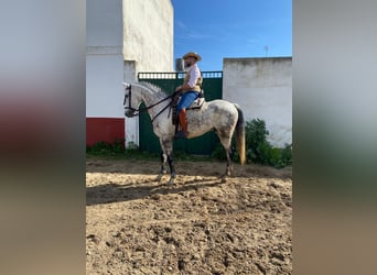 Caballo de deporte español, Caballo castrado, 10 años, 168 cm, Tordo rodado