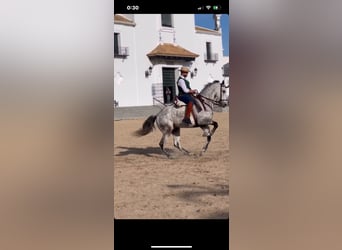 Caballo de deporte español, Caballo castrado, 10 años, 168 cm, Tordo rodado