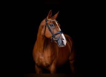Caballo de deporte español, Caballo castrado, 10 años, 170 cm, Alazán