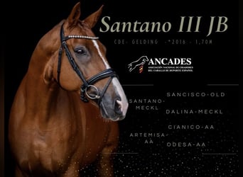 Caballo de deporte español, Caballo castrado, 10 años, 170 cm, Alazán
