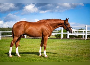 Caballo de deporte español, Caballo castrado, 10 años, 170 cm, Alazán