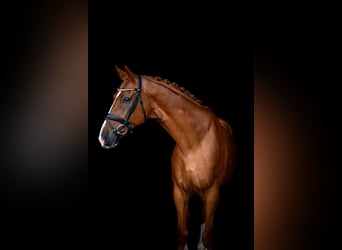 Caballo de deporte español, Caballo castrado, 10 años, 170 cm, Alazán