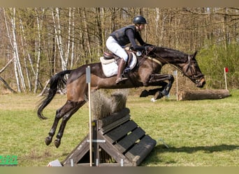 Caballo de deporte español, Caballo castrado, 10 años, 170 cm, Castaño oscuro