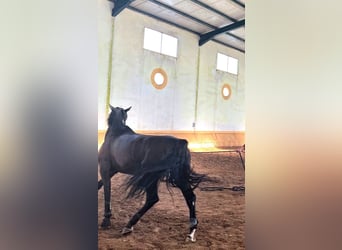 Caballo de deporte español Mestizo, Caballo castrado, 10 años, 170 cm, Negro