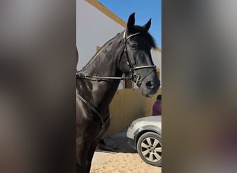 Caballo de deporte español Mestizo, Caballo castrado, 10 años, 170 cm, Negro