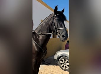 Caballo de deporte español Mestizo, Caballo castrado, 10 años, 170 cm, Negro