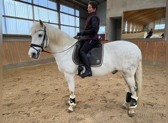 Caballo de deporte español, Caballo castrado, 10 años, 64 cm, Tordo rodado