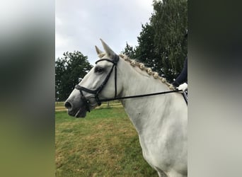 Caballo de deporte español, Caballo castrado, 10 años, 64 cm, Tordo rodado