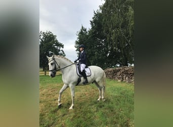 Caballo de deporte español, Caballo castrado, 10 años, 64 cm, Tordo rodado