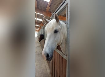 Caballo de deporte español, Caballo castrado, 10 años, 64 cm, Tordo rodado