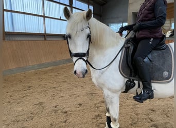 Caballo de deporte español, Caballo castrado, 10 años, 64 cm, Tordo rodado