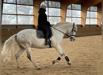 Caballo de deporte español, Caballo castrado, 10 años, 64 cm, Tordo rodado