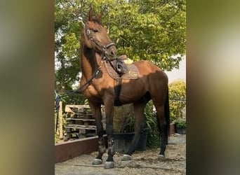 Caballo de deporte español, Caballo castrado, 10 años, Castaño