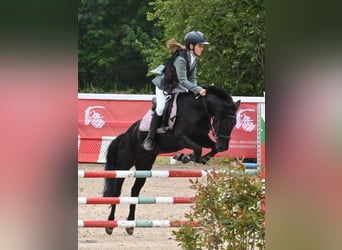 Caballo de deporte español, Caballo castrado, 11 años, 129 cm, Negro