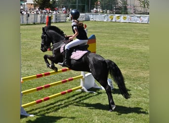 Caballo de deporte español, Caballo castrado, 11 años, 129 cm, Negro