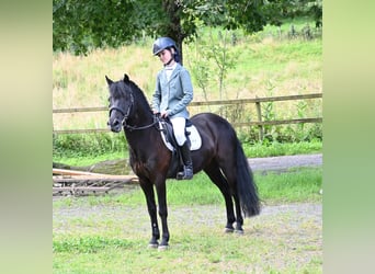 Caballo de deporte español, Caballo castrado, 11 años, 129 cm, Negro