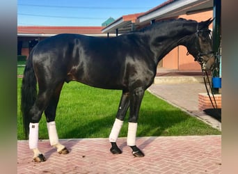 Caballo de deporte español, Caballo castrado, 11 años, 165 cm, Negro