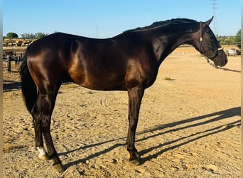 Caballo de deporte español, Caballo castrado, 11 años, 165 cm, Negro