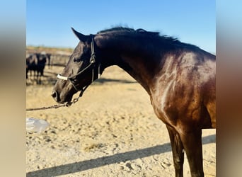 Caballo de deporte español, Caballo castrado, 11 años, 165 cm, Negro