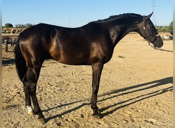 Caballo de deporte español, Caballo castrado, 11 años, 165 cm, Negro