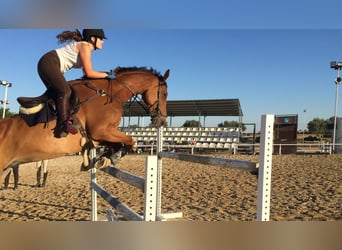 Caballo de deporte español, Caballo castrado, 11 años, 171 cm, Castaño claro