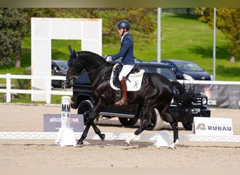 Caballo de deporte español, Caballo castrado, 11 años, 173 cm, Negro