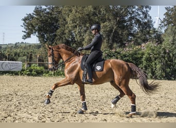 Caballo de deporte español, Caballo castrado, 11 años, 182 cm, Alazán