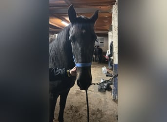 Caballo de deporte español, Caballo castrado, 11 años, Negro