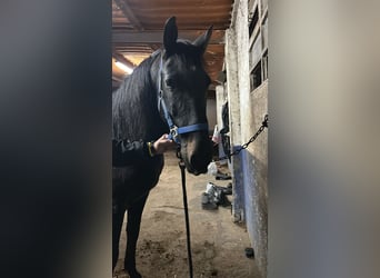 Caballo de deporte español, Caballo castrado, 11 años, Negro