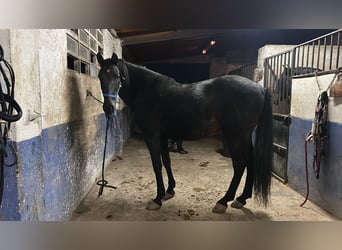 Caballo de deporte español, Caballo castrado, 11 años, Negro