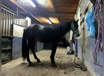 Caballo de deporte español, Caballo castrado, 11 años, Negro