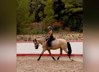 Caballo de deporte español Mestizo, Caballo castrado, 12 años, 148 cm, Bayo