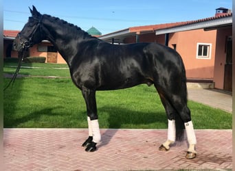 Caballo de deporte español, Caballo castrado, 12 años, 165 cm, Negro