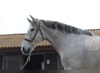 Caballo de deporte español, Caballo castrado, 12 años, 167 cm, Tordo