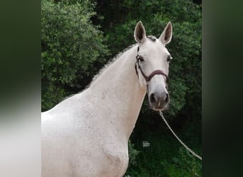 Caballo de deporte español, Caballo castrado, 12 años, 168 cm, Tordo picazo