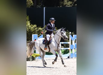 Caballo de deporte español, Caballo castrado, 12 años, Tordo