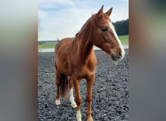 Caballo de deporte español, Caballo castrado, 13 años, 156 cm, Alazán