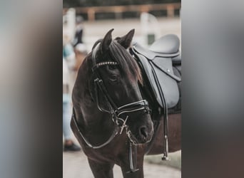 Caballo de deporte español Mestizo, Caballo castrado, 13 años, 157 cm, Negro