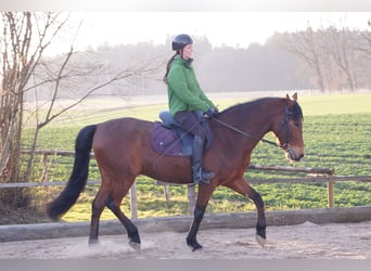 Caballo de deporte español, Caballo castrado, 13 años, 160 cm, Castaño