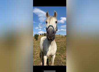 Caballo de deporte español, Caballo castrado, 13 años, 165 cm, Tordo