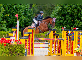 Caballo de deporte español, Caballo castrado, 13 años, 170 cm, Castaño