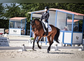 Caballo de deporte español, Caballo castrado, 14 años, 164 cm, Castaño