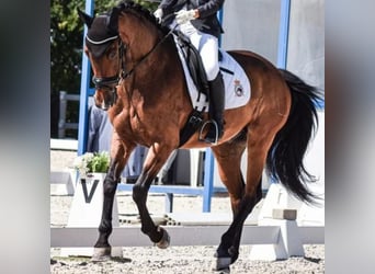 Caballo de deporte español, Caballo castrado, 14 años, 164 cm, Castaño